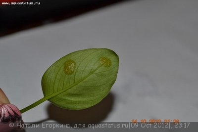 Фото Вьетнамка и нитчатка. Как с ними лучше поступить? (photo#27778)