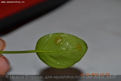 Фото Вьетнамка и нитчатка. Как с ними лучше поступить? (photo#27779)