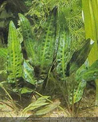 Криптокорина Устериана (Cryptocoryne usteriana)