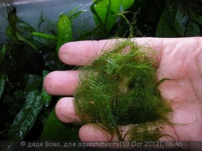 Фото Вьетнамка и нитчатка. Как с ними лучше поступить? (photo#27792)