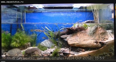 Фото Финал конкурса тропических биотопов Зоосфера 2012  (photo#28103)