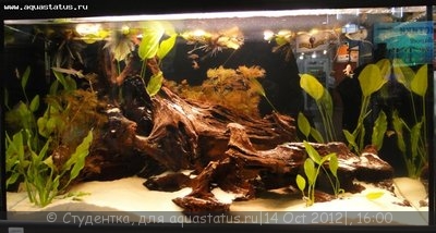 Фото Финал конкурса тропических биотопов Зоосфера 2012  (photo#28107)