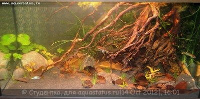 Фото Финал конкурса тропических биотопов Зоосфера 2012  (photo#28115)