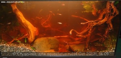 Фото Финал конкурса тропических биотопов Зоосфера 2012  (photo#28125)