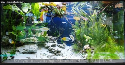 Фото Финал конкурса тропических биотопов Зоосфера 2012  (photo#28139)