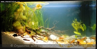 Фото Финал конкурса тропических биотопов Зоосфера 2012  (photo#28158)