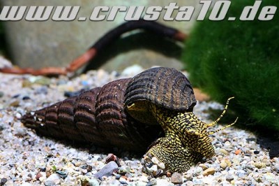 Фото Улитка Тиломелания Tylomelania towutensis  (photo#2817)