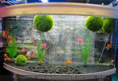 Фото Финал конкурса тропических биотопов Зоосфера 2012  (photo#28236)