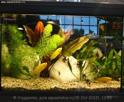 Фото Финал конкурса тропических биотопов Зоосфера 2012  (photo#28251)