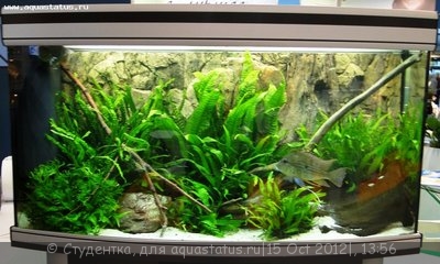 Фото Финал конкурса тропических биотопов Зоосфера 2012  (photo#28253)