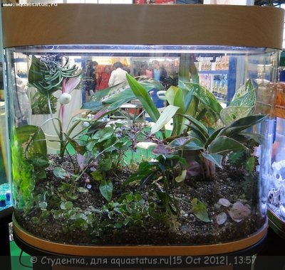 Фото Финал конкурса тропических биотопов Зоосфера 2012  (photo#28257)