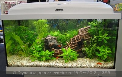 Фото Финал конкурса тропических биотопов Зоосфера 2012  (photo#28262)