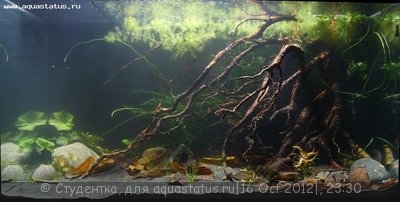 Финал конкурса тропических биотопов (Зоосфера 2012)