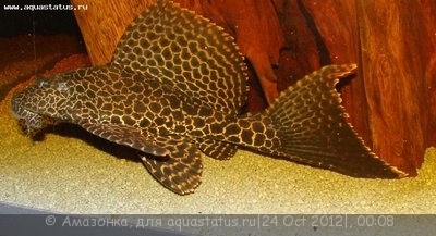 Фото Мои аквариумы Амазонка  (photo#28741)