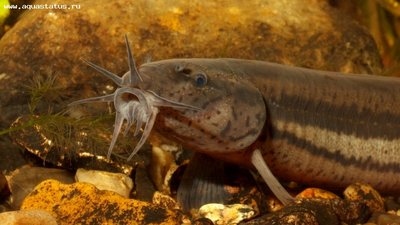 Фото Вьюн обыкновенный Misgurnus fossilis  (photo#28747)