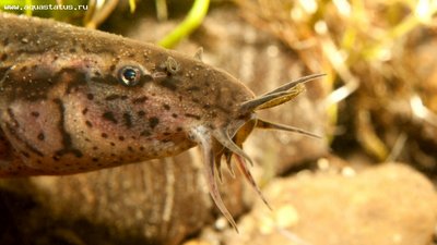 Фото Вьюн обыкновенный Misgurnus fossilis  (photo#28748)