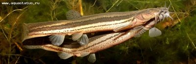 Фото Вьюн обыкновенный Misgurnus fossilis  (photo#28750)