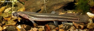 Фото Вьюн обыкновенный Misgurnus fossilis  (photo#28751)