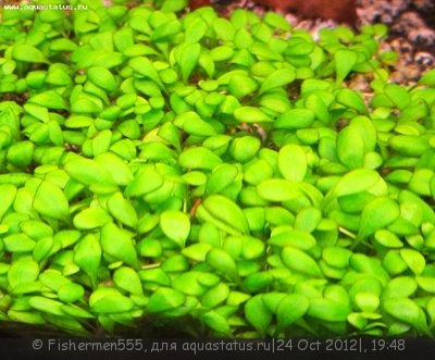 Аквариум любителя 100 литров (Fishermen555)