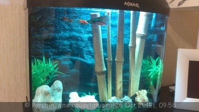 Фото Мой аквариум Aquael 26 литров Parshin  (photo#28864)