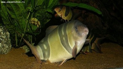 Фото Боция Клоун Chromobotia macracanthus  (photo#28904)
