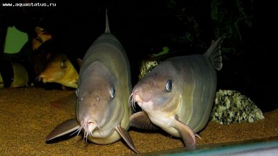 Фото Боция Клоун Chromobotia macracanthus  (photo#28905)