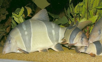 Фото Боция Клоун Chromobotia macracanthus  (photo#28906)