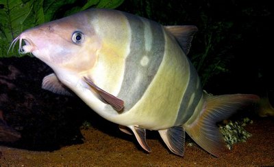 Фото Боция Клоун Chromobotia macracanthus  (photo#28907)