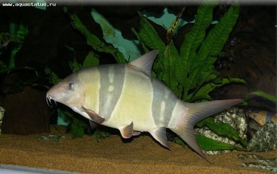 Фото Боция Клоун Chromobotia macracanthus  (photo#28908)