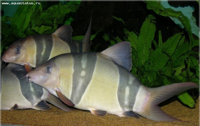 Фото Боция Клоун Chromobotia macracanthus  (photo#28909)