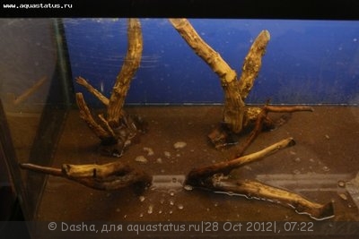 Мой аквариум 200 литров (Dasha)