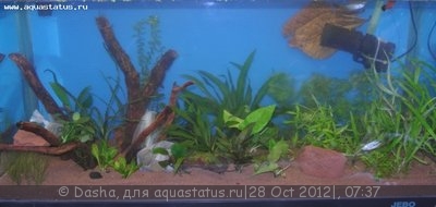 Мой аквариум 200 литров (Dasha)