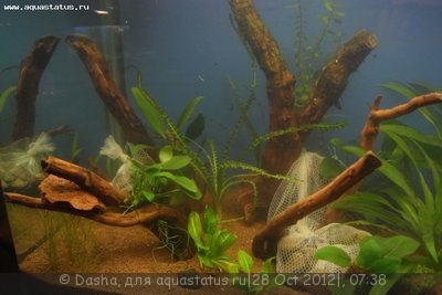 Мой аквариум 200 литров (Dasha)