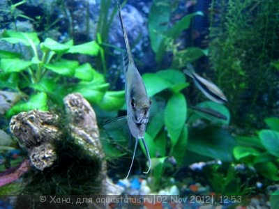 Фото Мои аквариумы 200 и 15 литров Хана  (photo#29299)