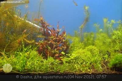 Фото Аквариум для креветок на 8 литров Dasha  (photo#29548)
