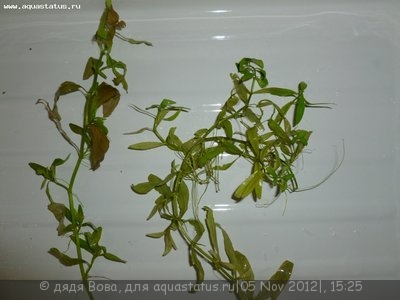 Опознание аквариумных растений