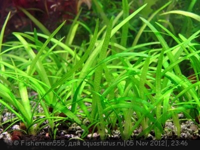 Стрелолист шиловидный (Sagittaria subulata)