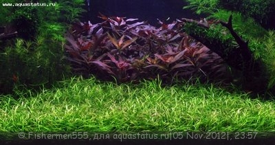 Стрелолист шиловидный (Sagittaria subulata)