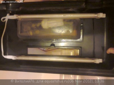 Фото Мои аквариум 60 литров Виталий76  (photo#29678)