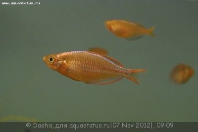 Мой аквариум 200 литров (Dasha)