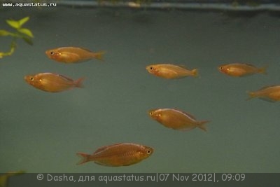 Мой аквариум 200 литров (Dasha)