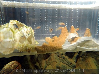 Мальки еллоу - чем кормить?