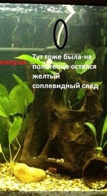 В аквариуме не растут растения