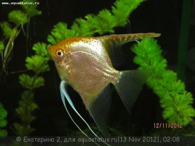 Фото Лимфоцистоз? Что делать? (photo#29976)