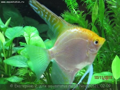 Фото Лимфоцистоз? Что делать? (photo#29977)