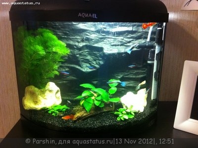 Фото Мой аквариум Aquael 26 литров Parshin  (photo#29983)