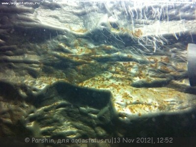 Фото Мой аквариум Aquael 26 литров Parshin  (photo#29984)