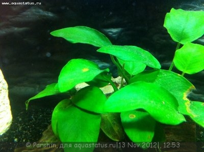 Фото Мой аквариум Aquael 26 литров Parshin  (photo#29986)