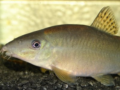 Фото Боция Каудипунктата Yasuhikotakia caudipunctata . (photo#30378)