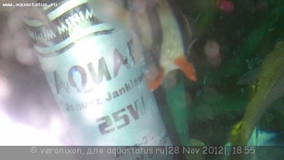 Фото Смешанные болезни. Неопытный аквариумист (photo#30662)